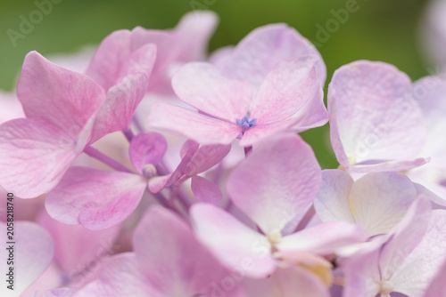hydrangea