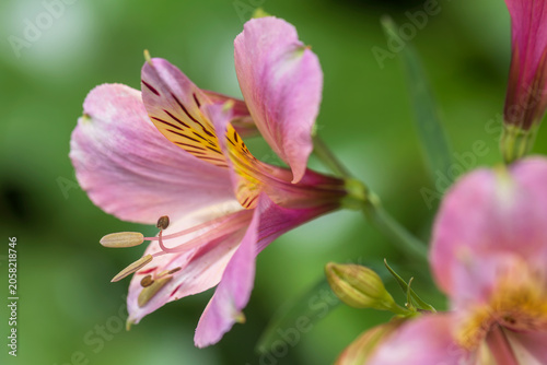alstroemeria