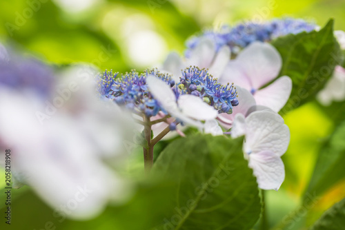 hydrangea