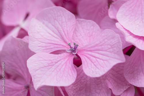 hydrangea