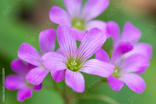oxalis, jointed woodsorrel
