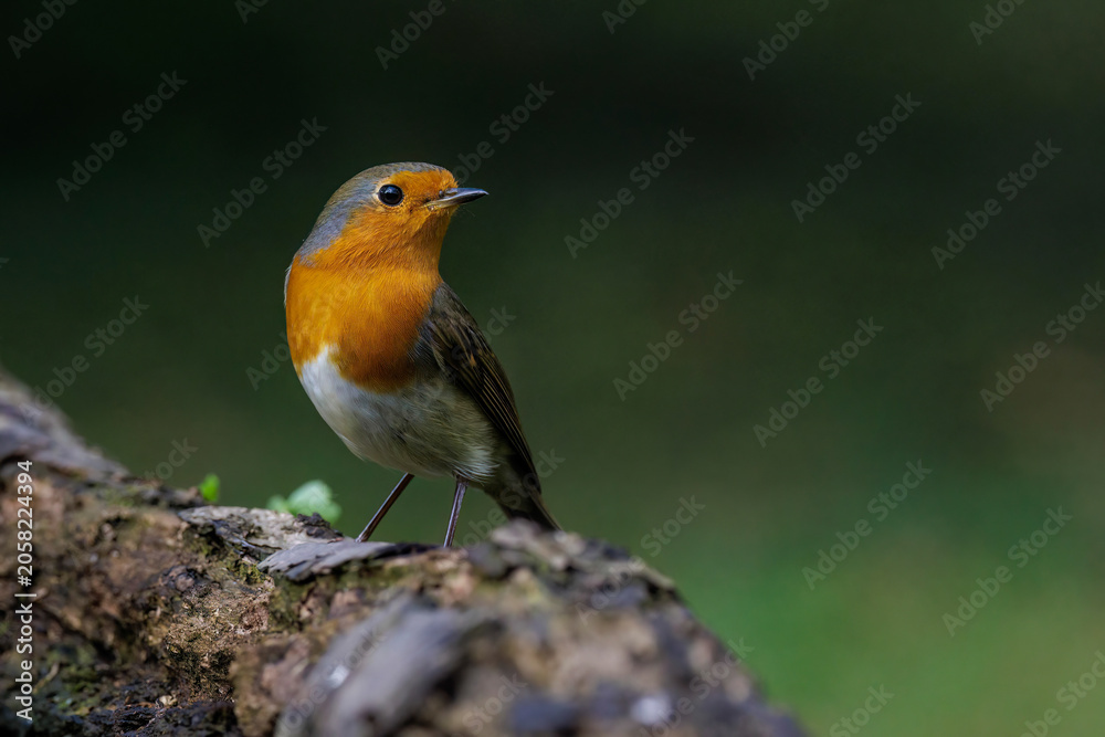Fototapeta premium Rotkehlchen (Erithacus rubecula)