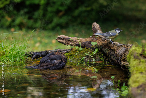 Fotografia Amsel (Turdus merula)