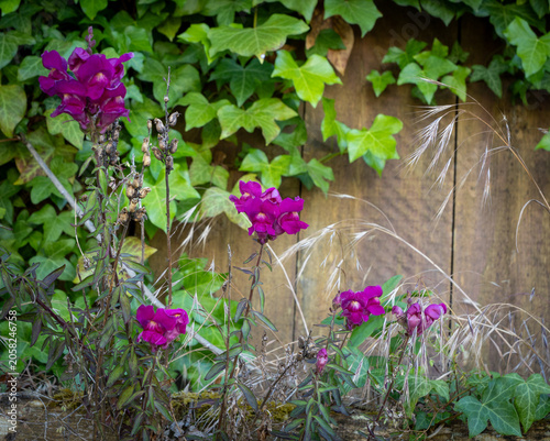 Pink snapdragons 
