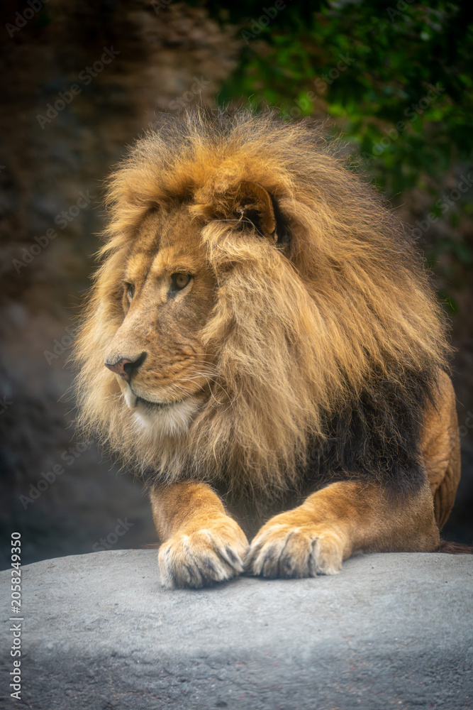 Fototapeta premium 旭山動物園で撮影したライオン