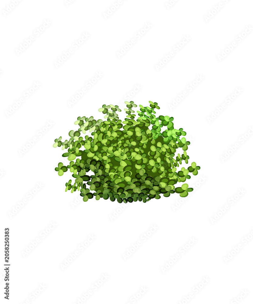 Fototapeta premium fresh green parsley