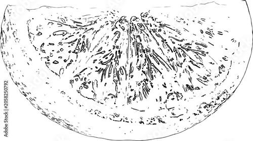 Line art illustration of a citrus orange slice