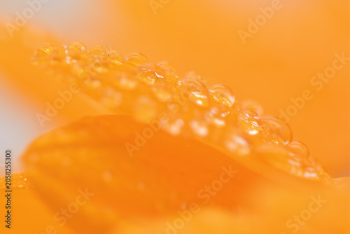 向日葵の花びらの水玉