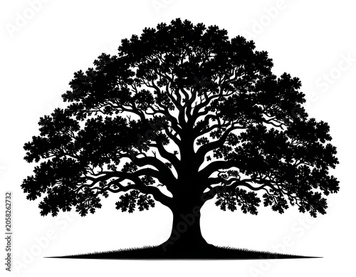 Large shadowy deciduous tree
