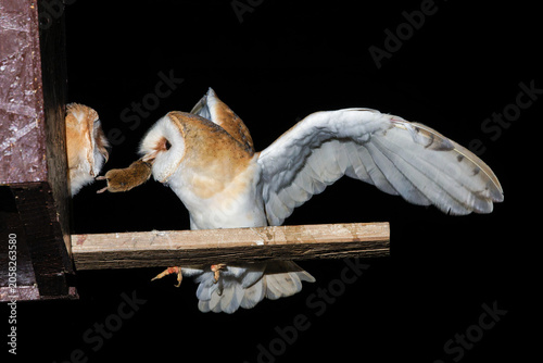 Tableau sur toile Schleiereule (Tyto alba)