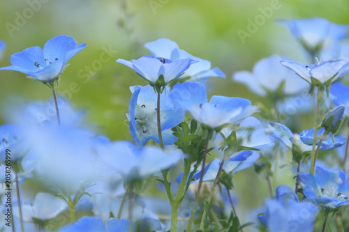 満開のネモフィラの花