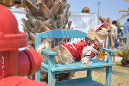 ベンチに座るスカジャンを着た犬