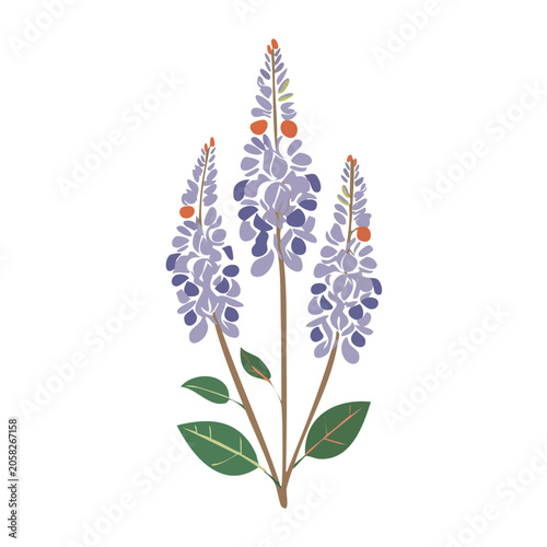 Illustration of Lupine Flowers with Green Leaves