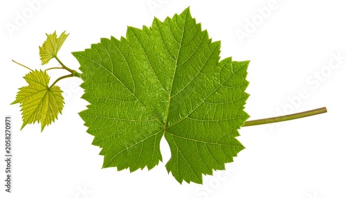 Green vine leaf cluster