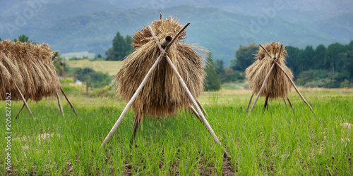 brunch of rice straw drying on a dryer ,in Japanese farm