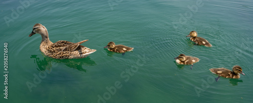 Fotografija Cute duckling swimming with mother duck