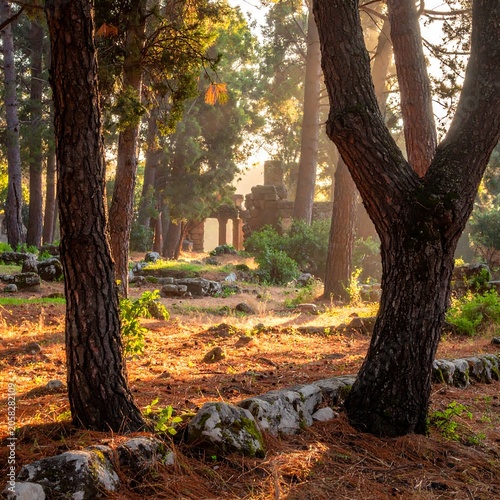 A serene forest scene with sunlight filtering through trees (4)