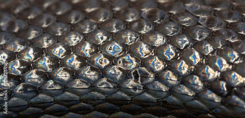 Schilderij op canvas Macro scaly snake skin