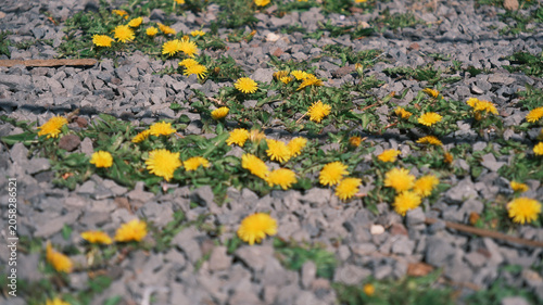 Resilient yellow dandelion flowers blooming between volcanic basalt rocks and gravel in the high altitude alpine zone of Hallasan mountain under bright spring sunlight