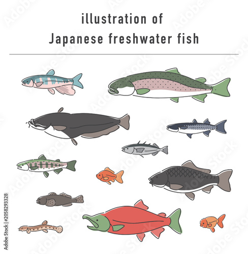 日本の淡水魚のイラストセット