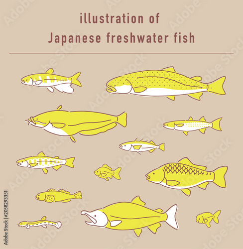 日本の淡水魚のイラストセット