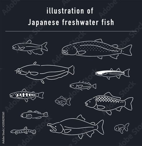 日本の淡水魚のイラストセット