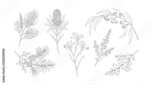 Cuadro en lienzo Vintage Australian native flowers vector set, hand drawn botanical line art illu