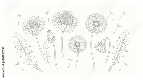 Quadro em tela Vintage dandelion botanical sketch vector set, hand drawn wild flower line art w