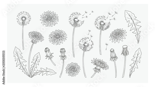 Photos Vintage dandelion botanical sketch collection, hand drawn floral line art set, b