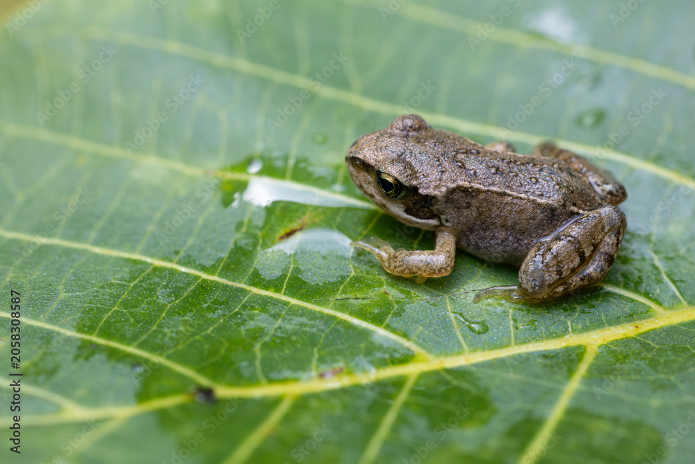 Obraz premium Juvenile froglet resting on wet green leaf with water drops in nature