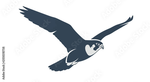 Falcon bird of prey soaring in the sky.