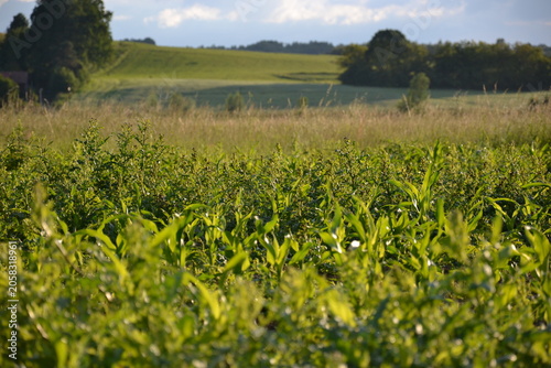 Bild auf Leinwand Agricultural Field Landscape with Growing Crops and Sustainable Farming