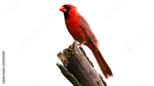 Obraz na plátně Northern cardinal bird perched on tree branch with cardinal wildlife songbird is