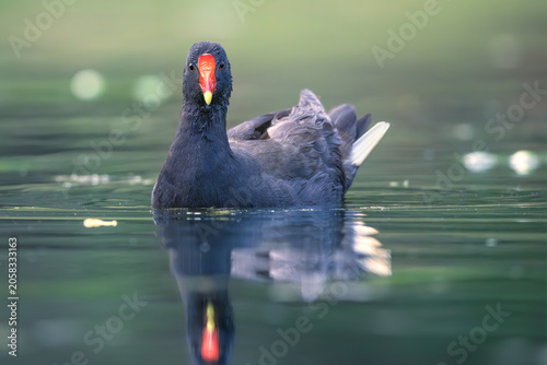 A wild dusky moorhen (Gallinula tenebrosa) swimming on a calm freshwater lagoon while looking straight at camera, Victoria, Australia