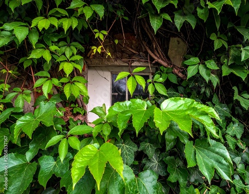 A window surrounded by lush green foliage and vines