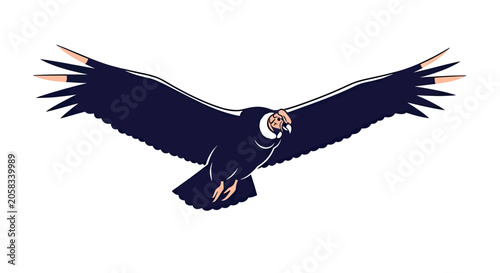 Bild auf Leinwand Condor bird with wide wingspan flying