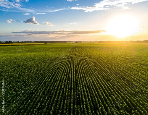 Aerial view of a vast green field at sunset with rows of crops