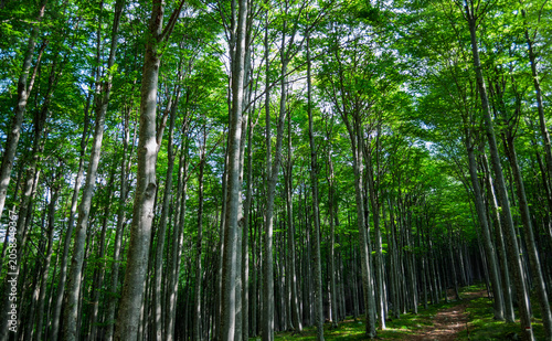 The green whisper of the beech trees seeking the infinite sky