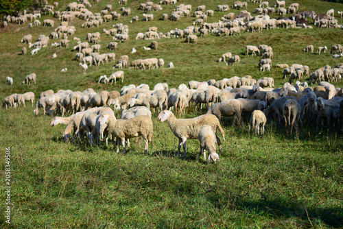 a large flock of sheep and lambs grazing high up in the mountains in the cool shade of the summer heat