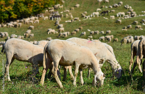it was a flock of sheep scattered on the mountain in the cool eating the grass