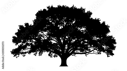 Fotografie Silhouette of an Ancient Oak Tree: A majestic and sprawling oak tree is rendered in stark black silhouette, showcasing its grand branches and leafy canopy against a plain backdrop