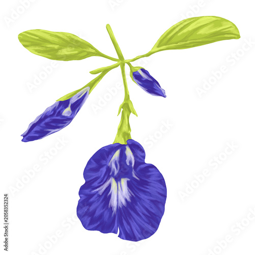 Foto Butterfly Pea Flower Botanical Blue Painting Illustration