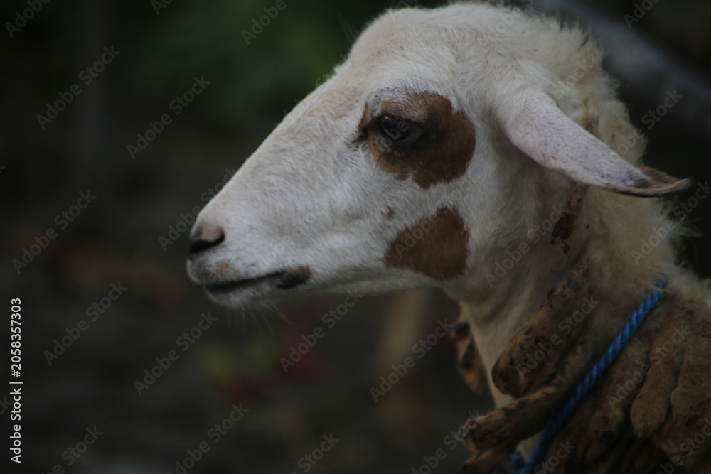 Obraz premium goat head in the pen