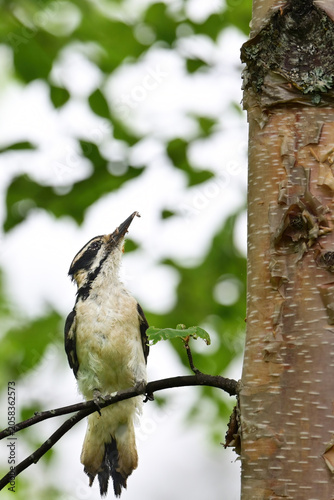 A Hairy Woodpecker (Leuconotopicus villosus) searching for food in Alaska's boreal forest.