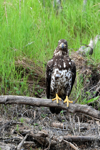 A juvenile bald eagle (Haliaeetus leucocephalus) perched on a deadfall near a remote Alaska stream.