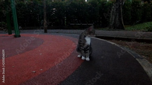 Domestic tabby cat sitting on a colorful park playground walkway pet animal
