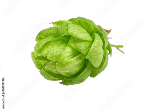 A close-up of a green hop cone against a black background.