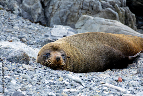 Billede på lærred New Zealand Fur Seal Resting on Rocky Shore