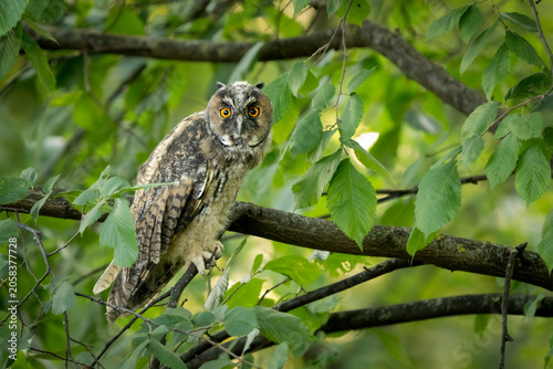 Quadro su tela Curious juvenile long-eared owl perched on a branch surrounded by green leaves i