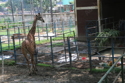 Canvastavla Giraffe standing in a muddy zoo enclosure with wildlife enclosure captivity brow